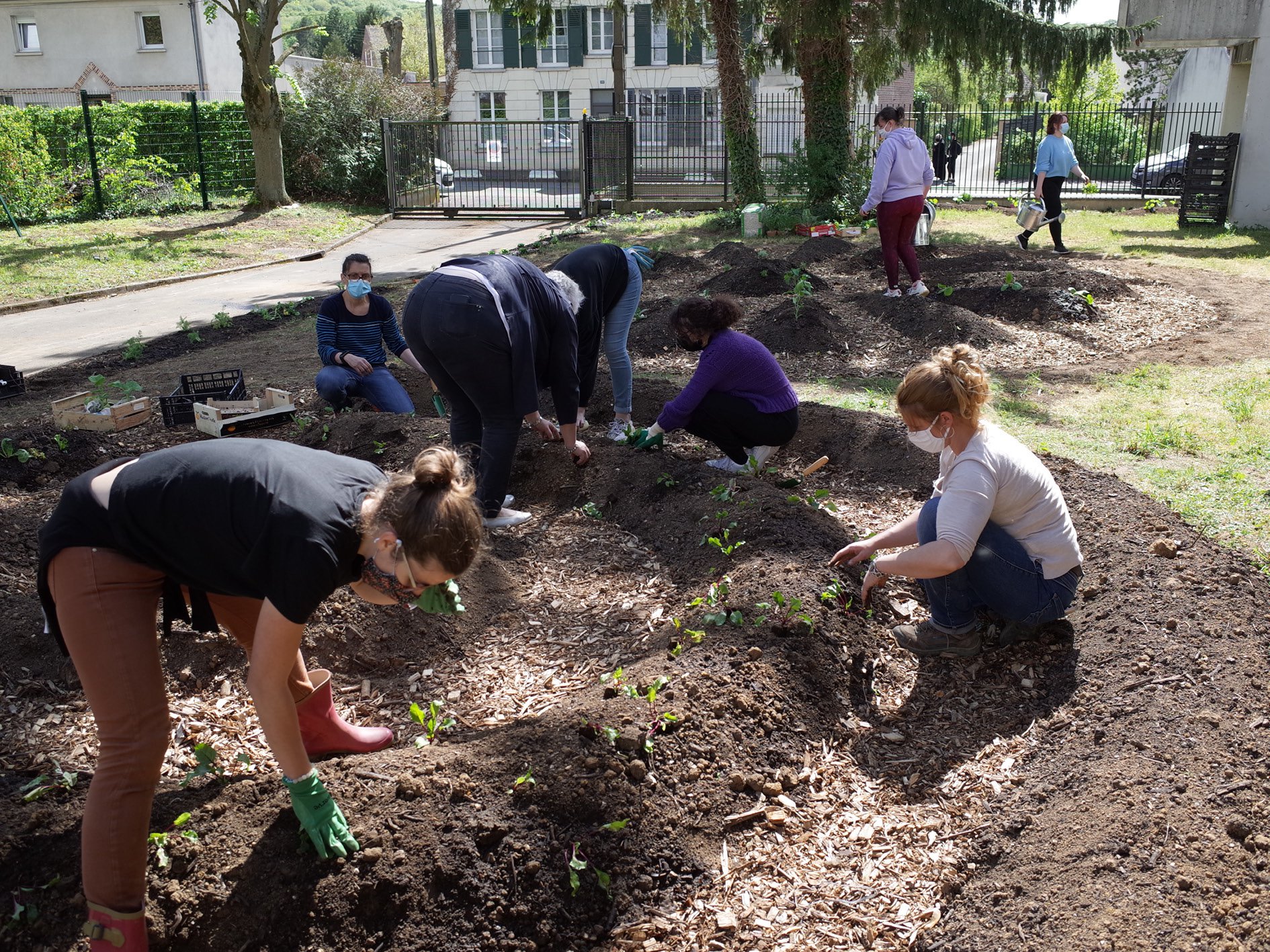Chantier : association et plantation des plants de légumes