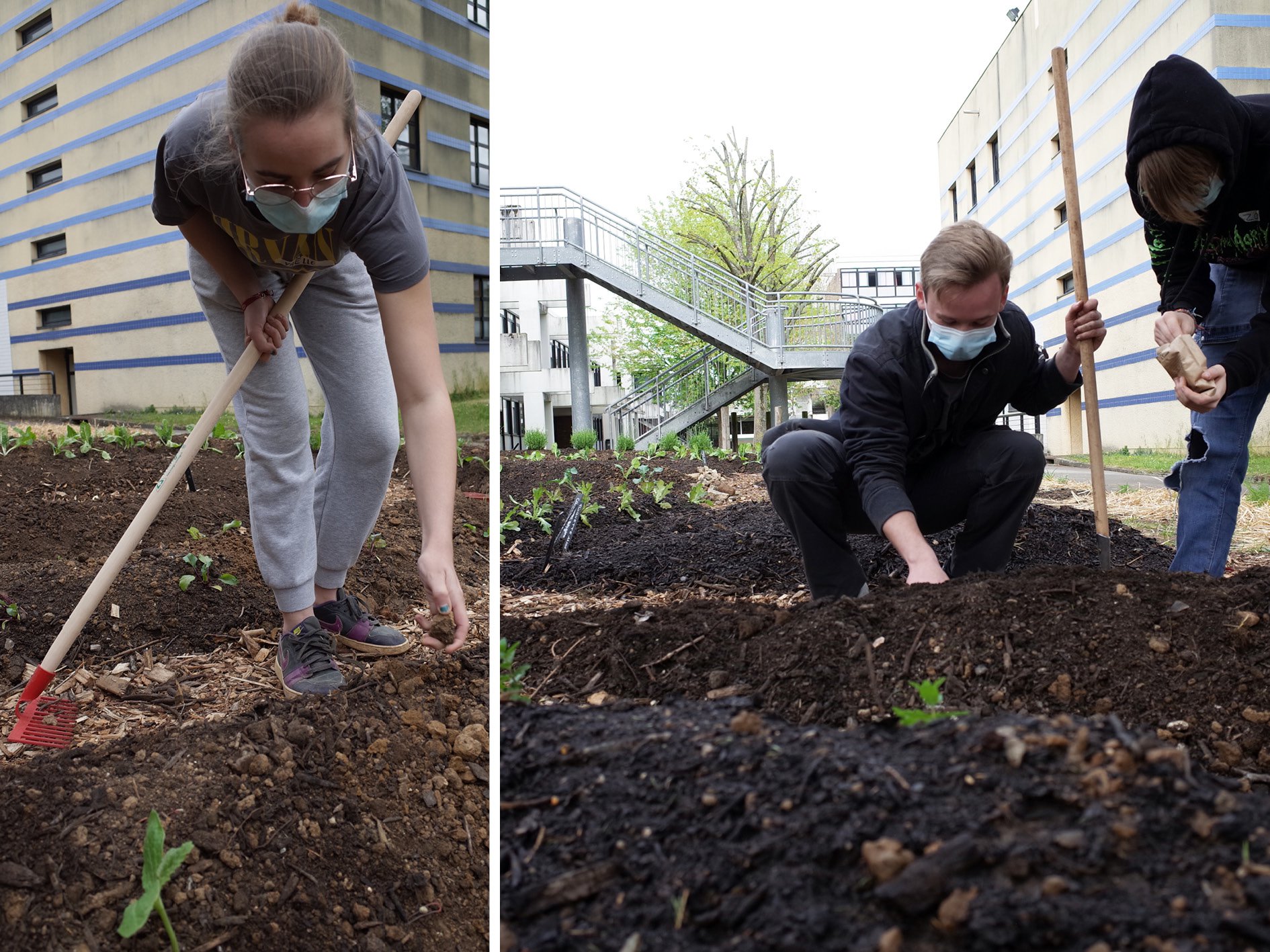 Chantier : dressage des buttes permanentes, semis des légumes en association