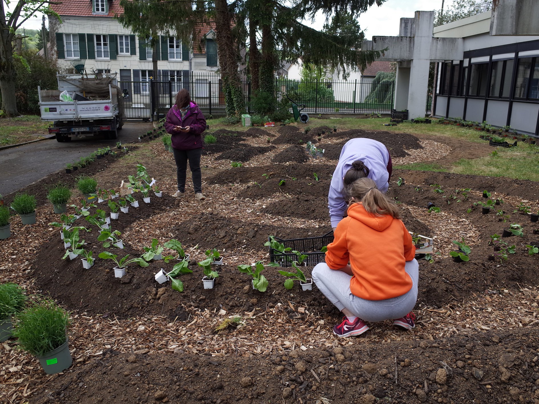 Chantier : plantation des vivaces aromatiques et mellifères