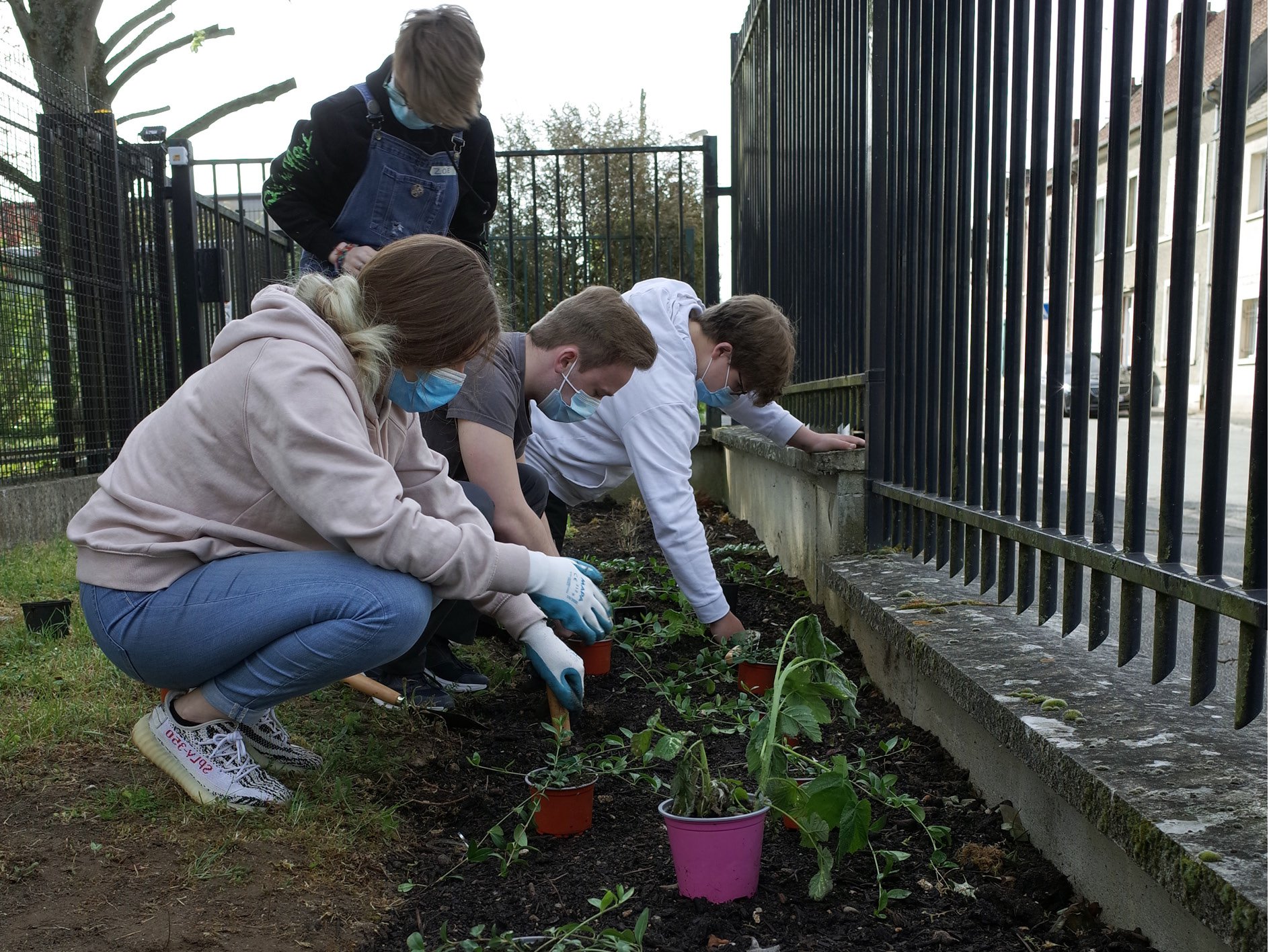 Chantier : plantation des petits-fruits et des vivaces couvre-sols