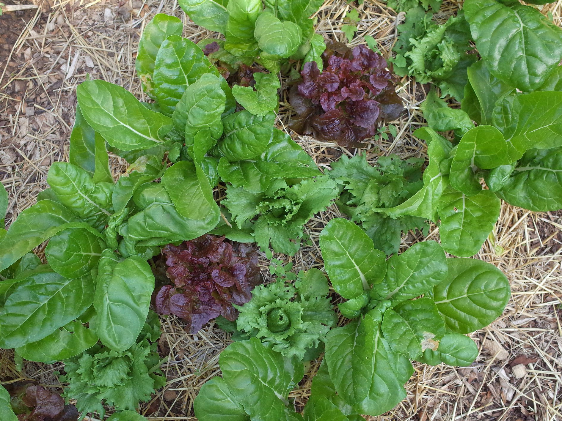 Jardinage : les jardins, après 1 mois (blette / laitue)