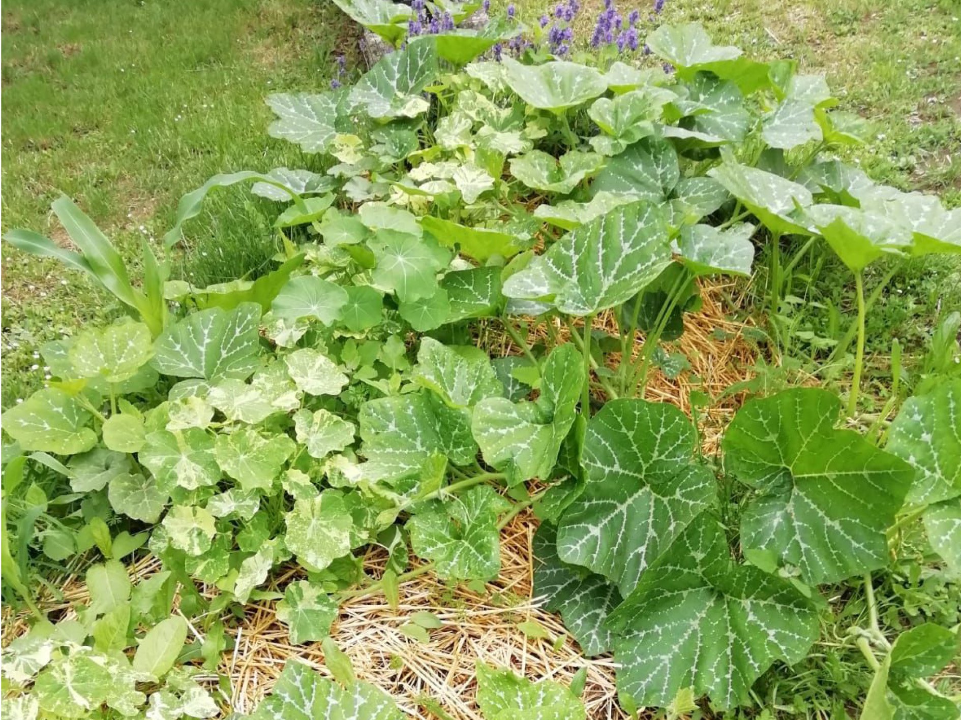Jardinage : les jardins, après 1 mois (courge / lavande)
