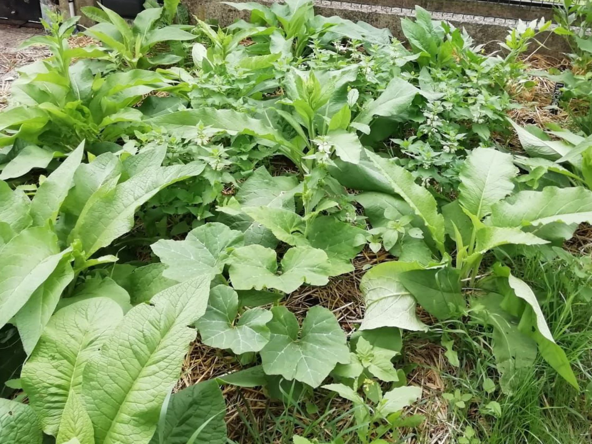Jardinage : le massif à paillage azoté, prêt à être faucher (consoude / lamier blanc)