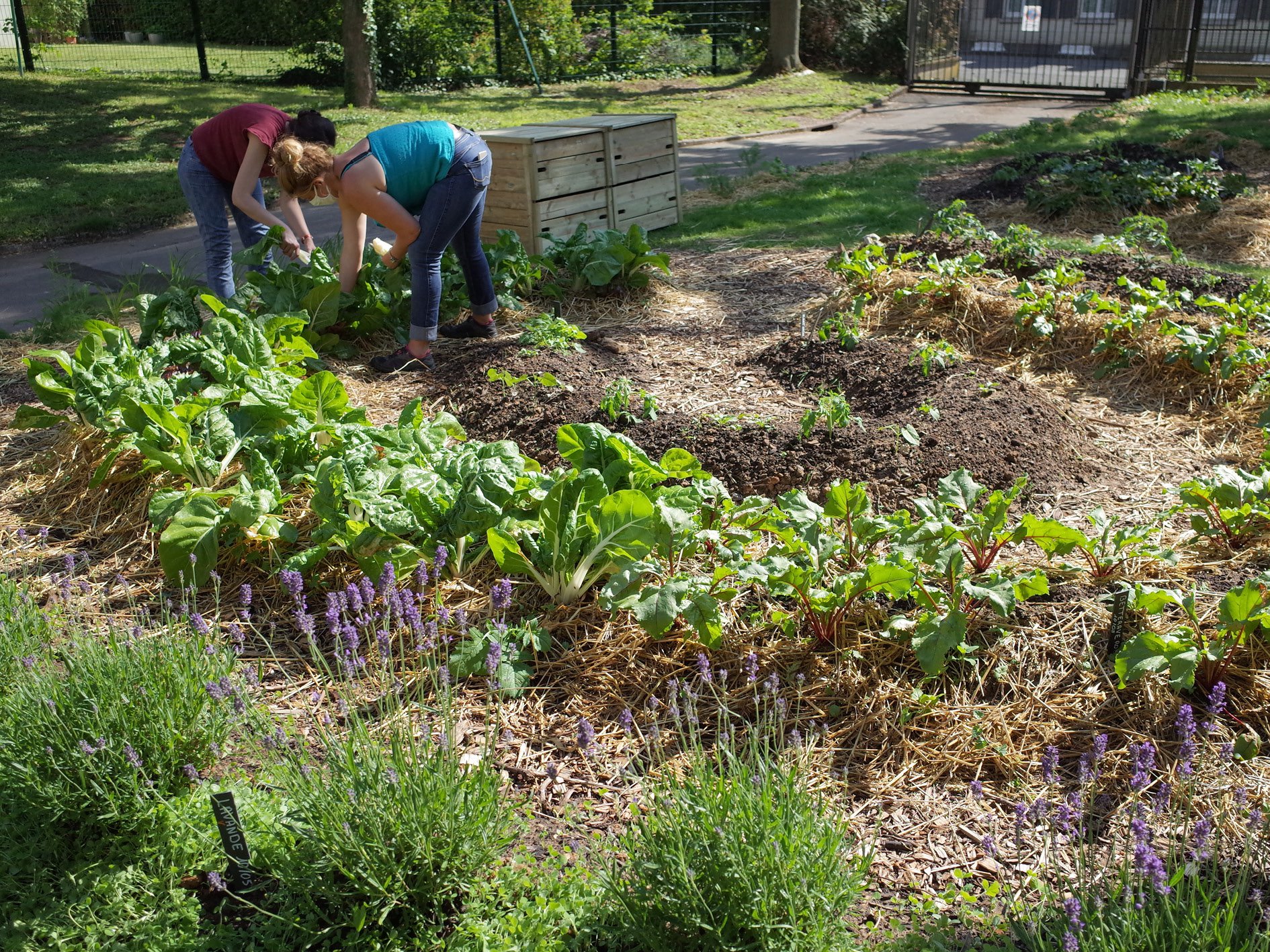 Jardinage : les premières récoltes
