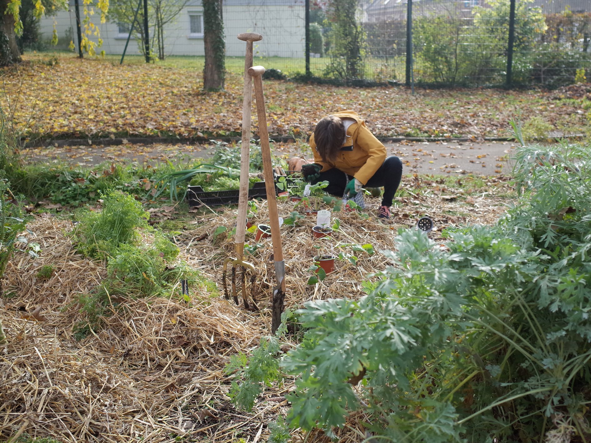 Jardinage : avant l'hiver : plantation de fraisier