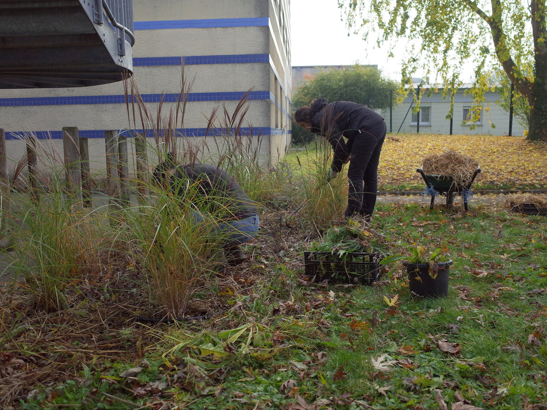 Jardinage : avant l'hiver : désherber, pailler