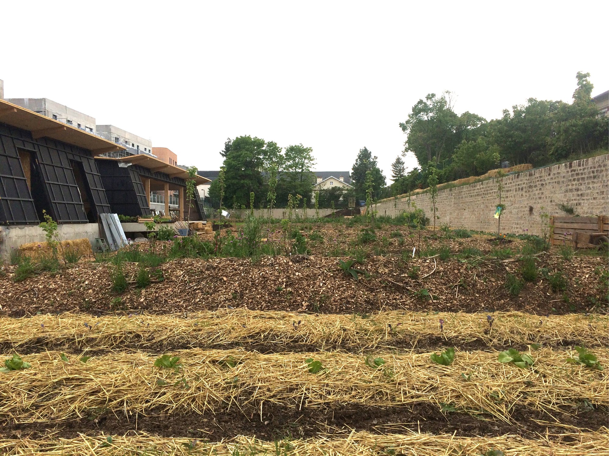 Année 1 : le potager biointensif, début de printemps