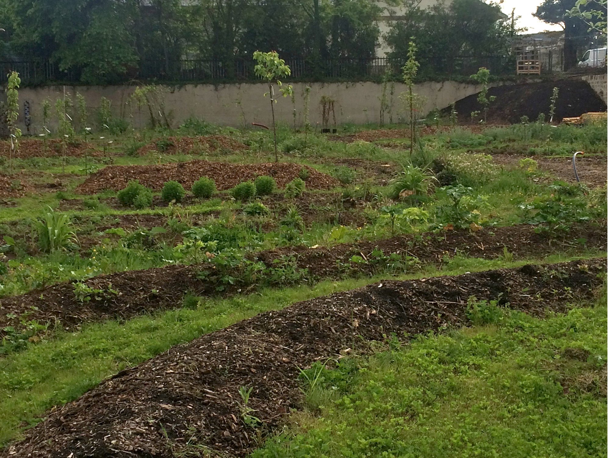 Année 1 : la mini-forêt-jardin