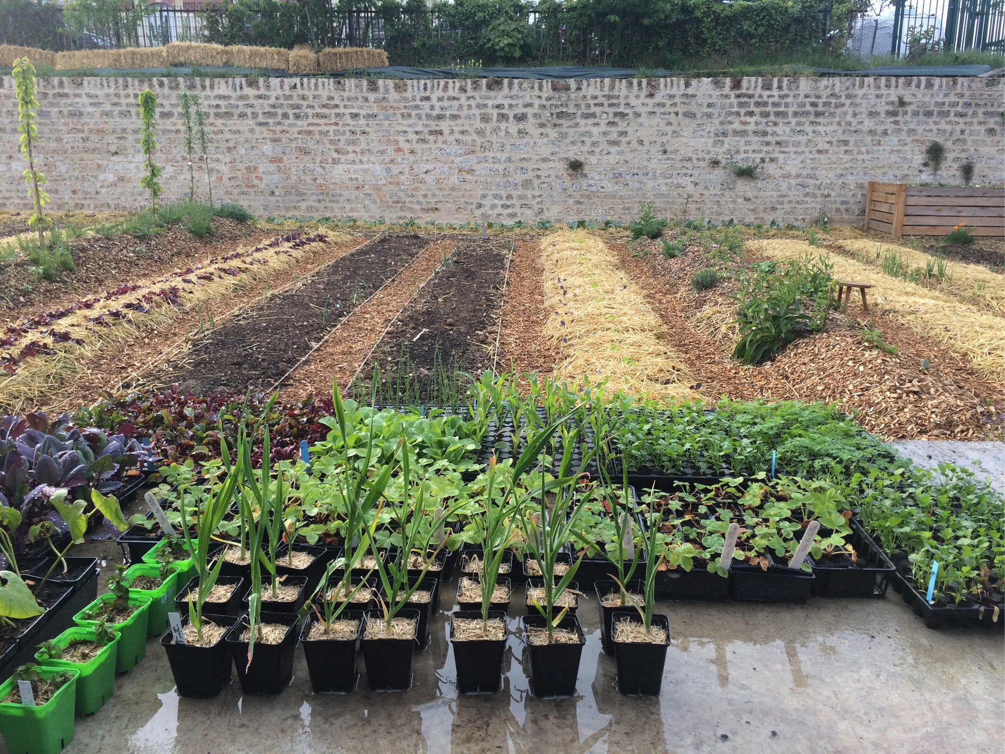 Année 1 : Repiquage des légumes au printemps