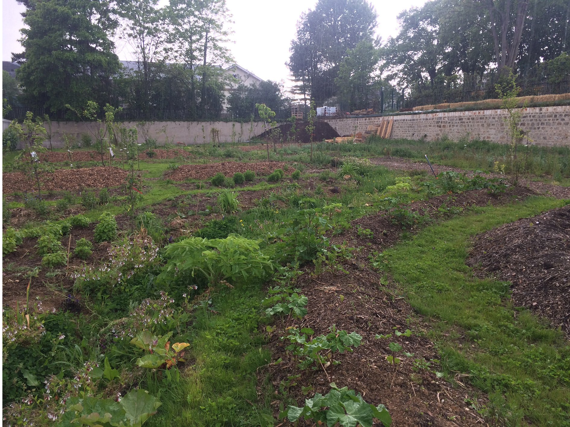 Année 1 : la mini-forêt-jardin