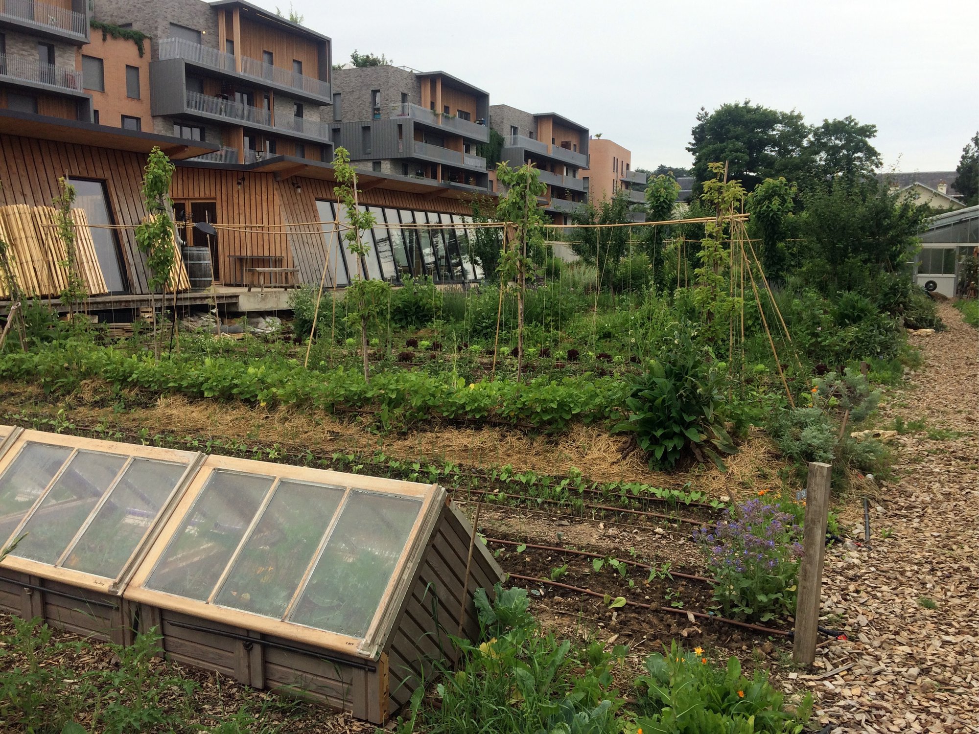 Année 3 : les chassis et le potager biointensif
