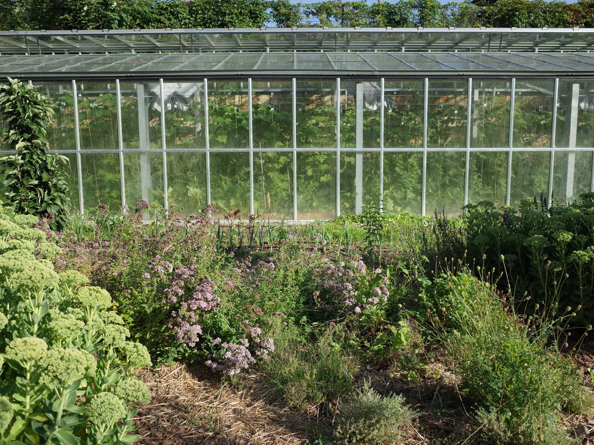 Année 3 : la serre et le jardin d'aromatique