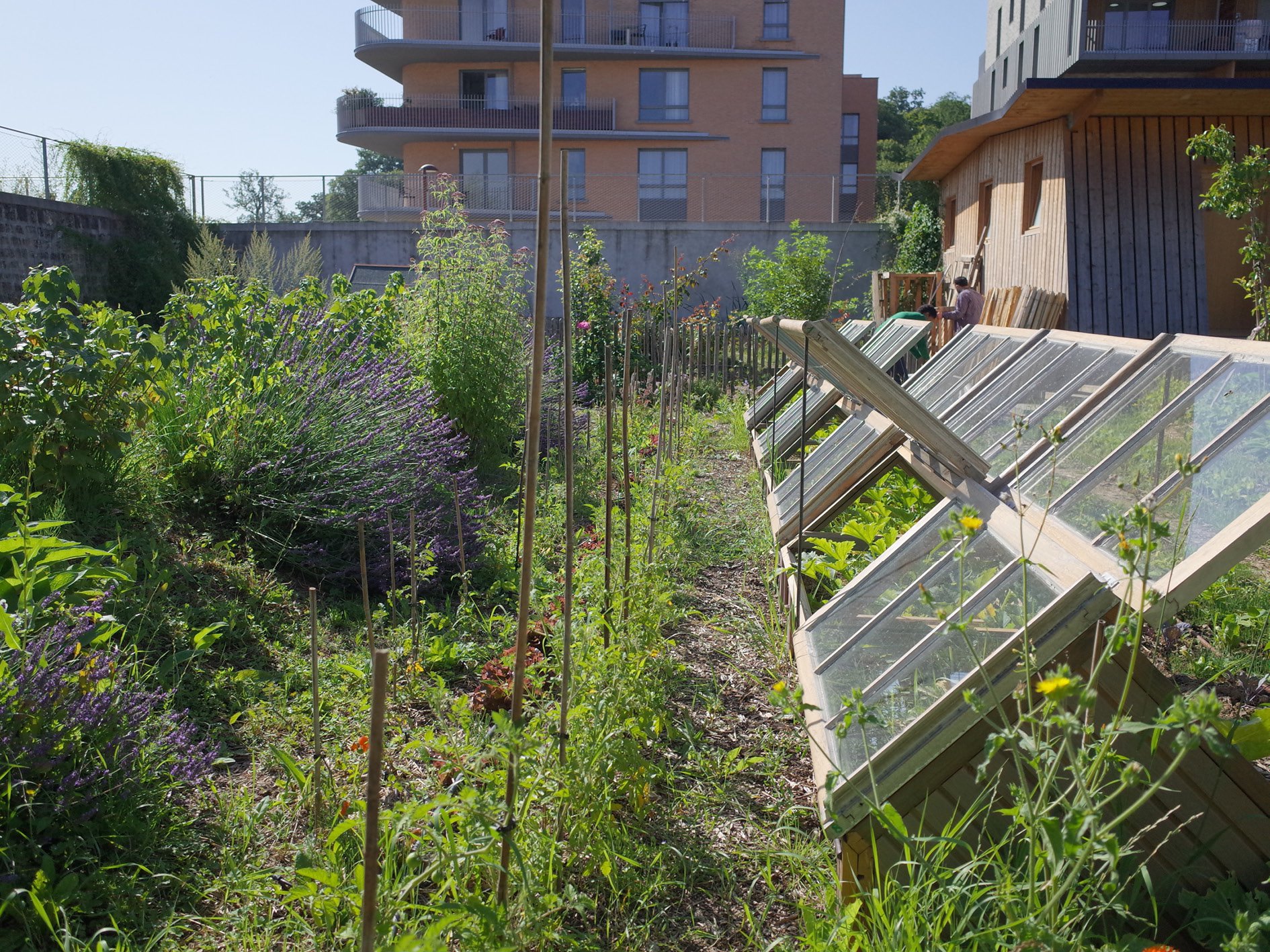 Année 3 : le potager biointensif