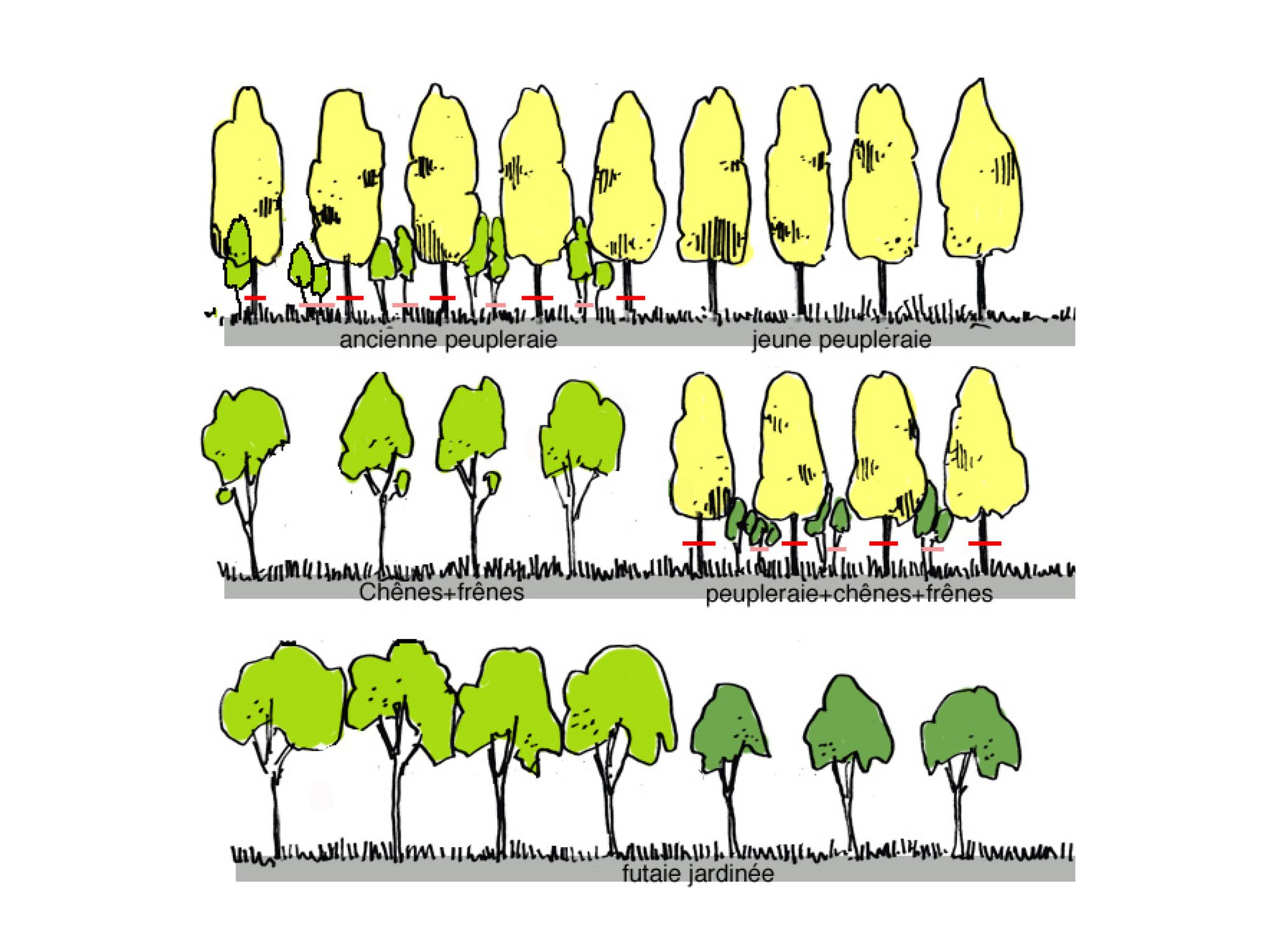 L'évolution de la peupleraie