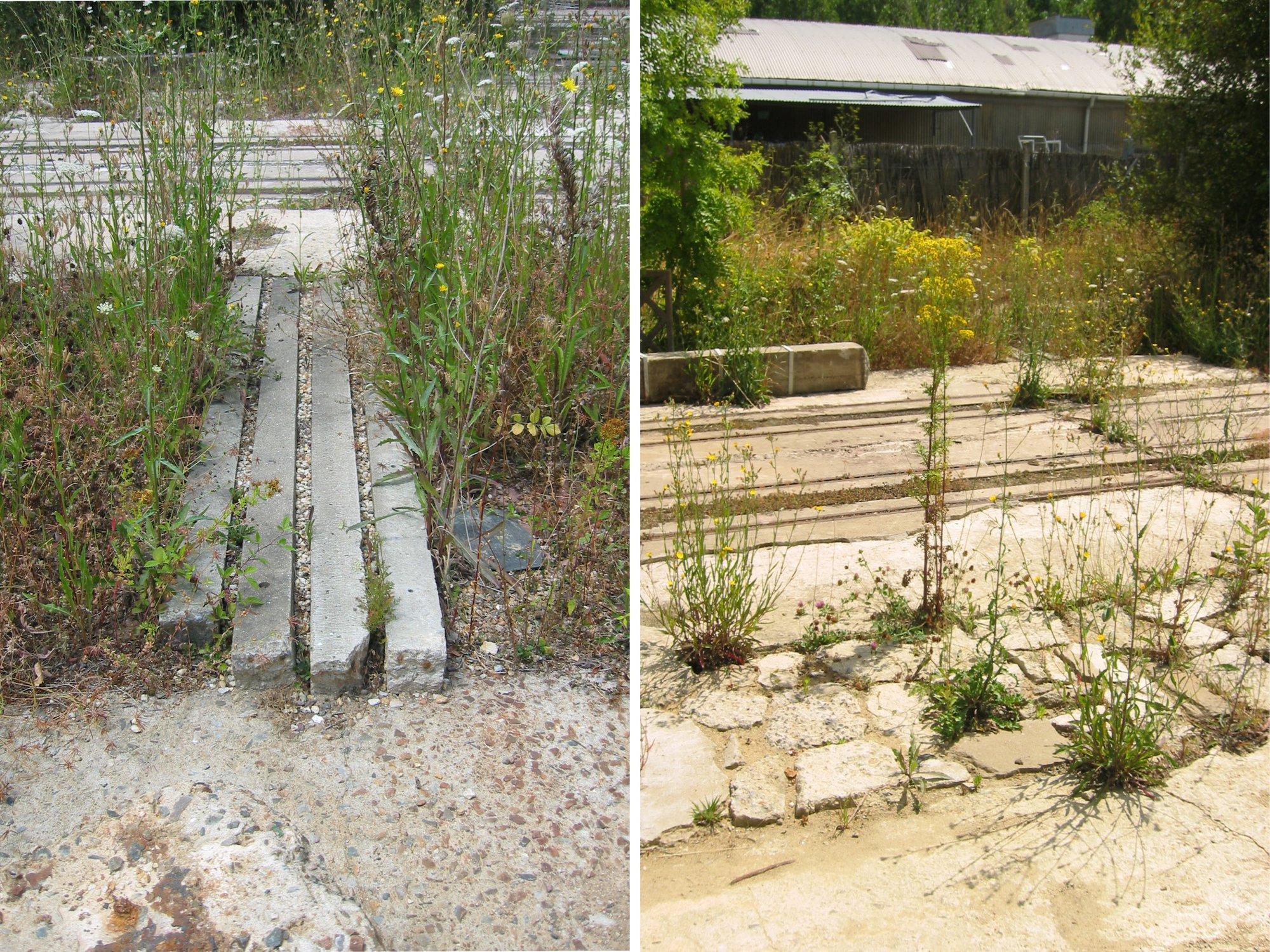Le jardin sec (poteaux en béton recyclés, végétaux transplantés)